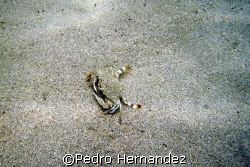 Blue Crabs,Seven Sea Beach Fajardo, Puerto Rico,Camera DC... by Pedro Hernandez 